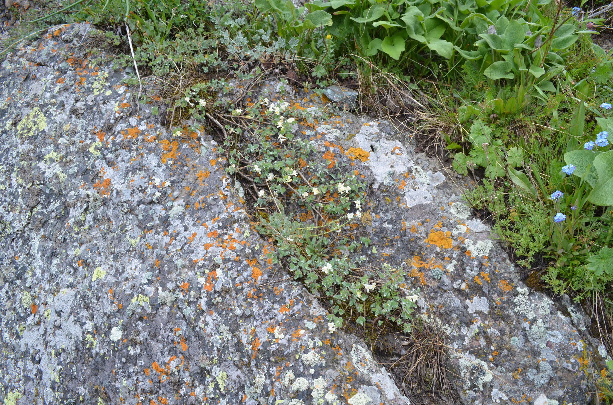 Image of Lonicera humilis Kar. & Kir.