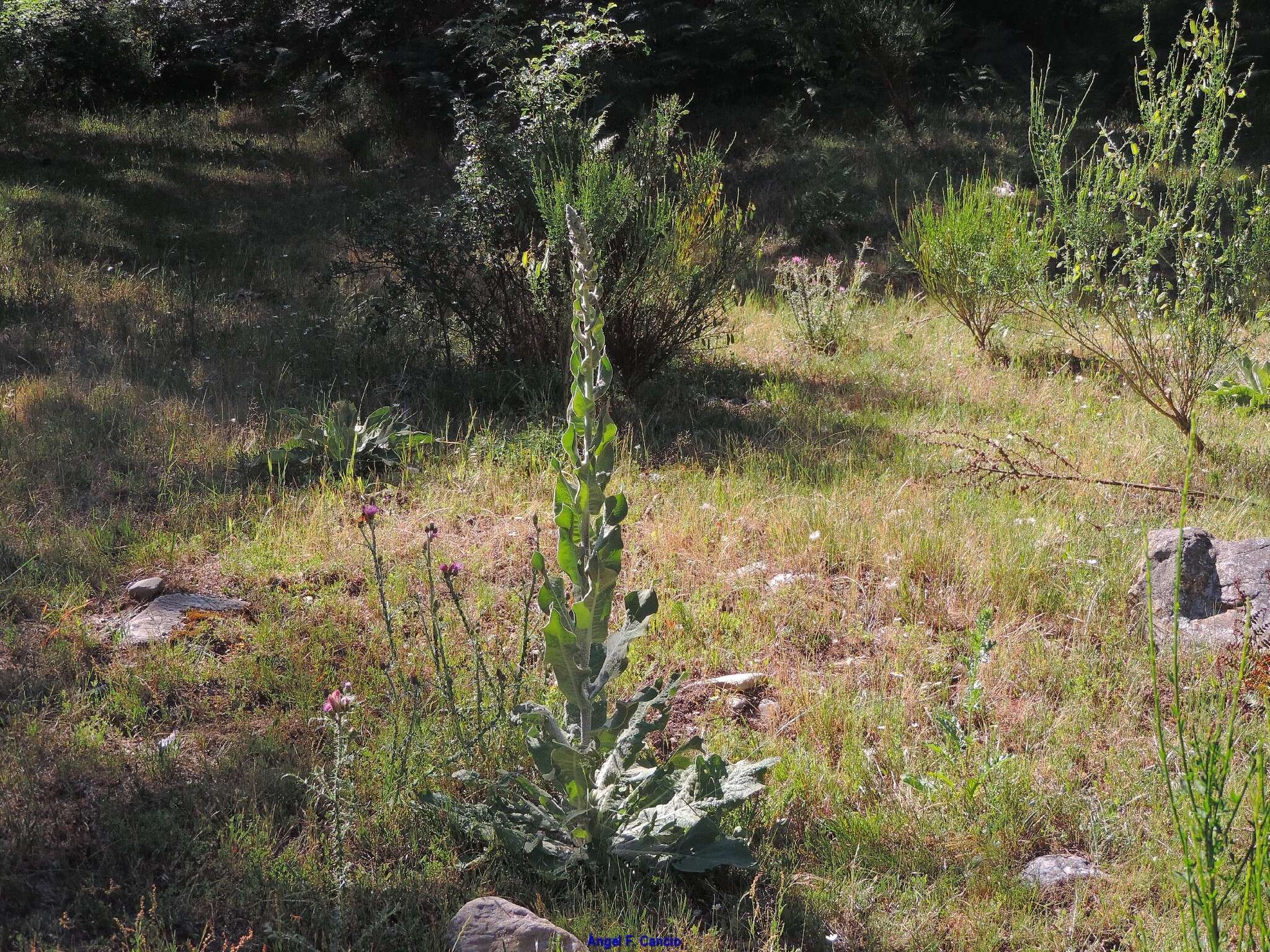 Image de Verbascum pulverulentum Vill.