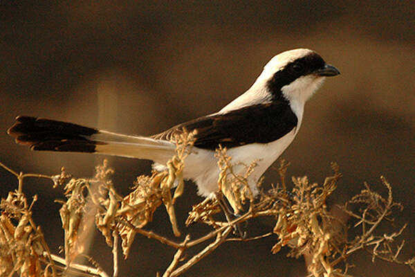 Слика од Lanius excubitoroides Prévost & Des Murs 1847