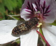 Image of Nothomorpha major Kerremans 1899