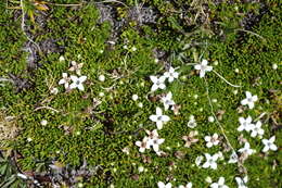 Image of Arcytophyllum filiforme (Ruiz & Pav.) Standl.