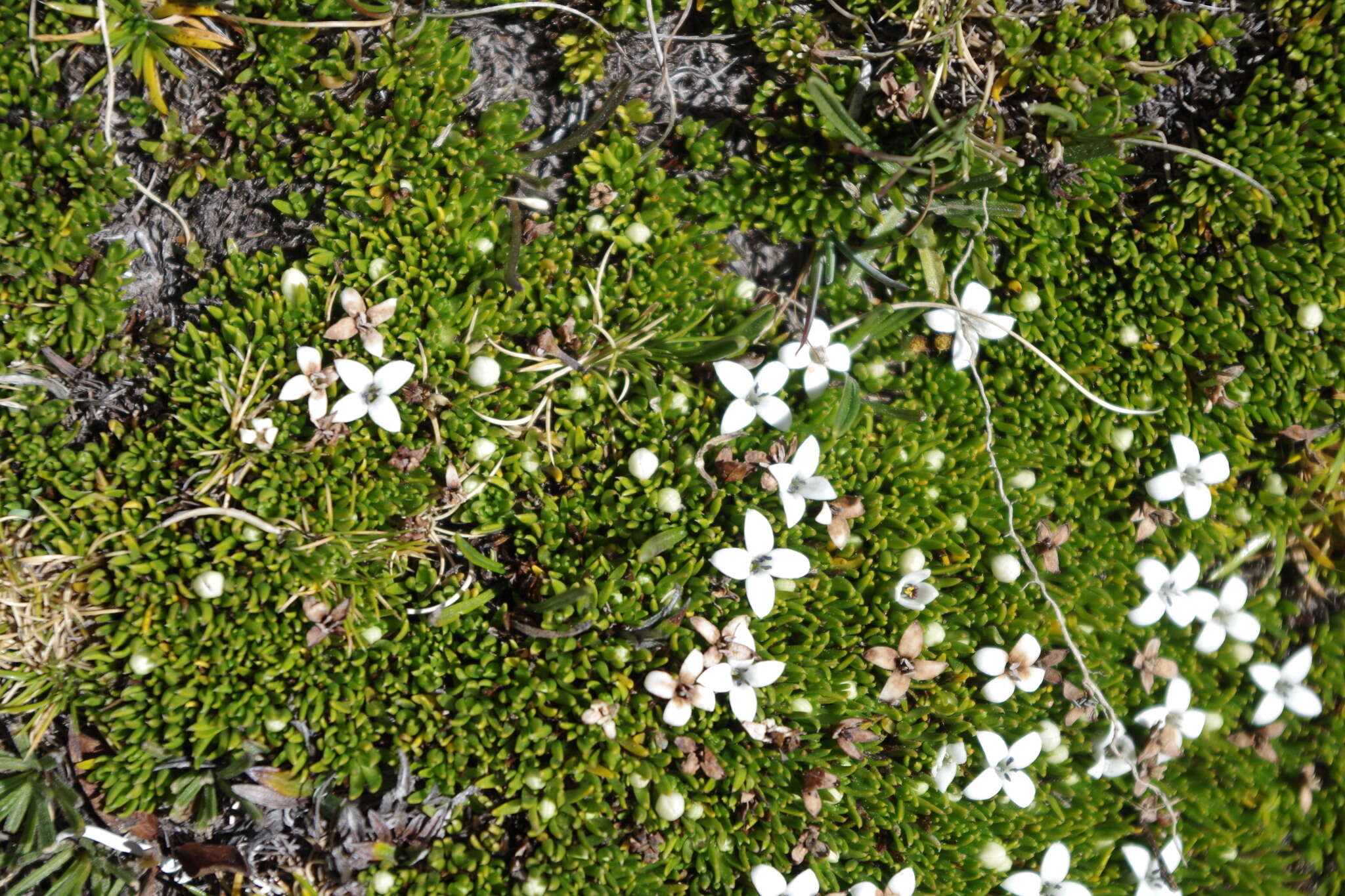 Image of Arcytophyllum filiforme (Ruiz & Pav.) Standl.