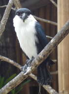 Image of Philippine Falconet