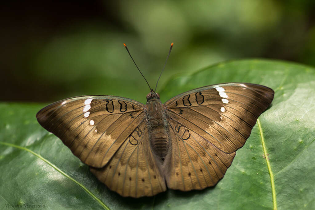 Image of Euthalia aconthea Cramer 1779