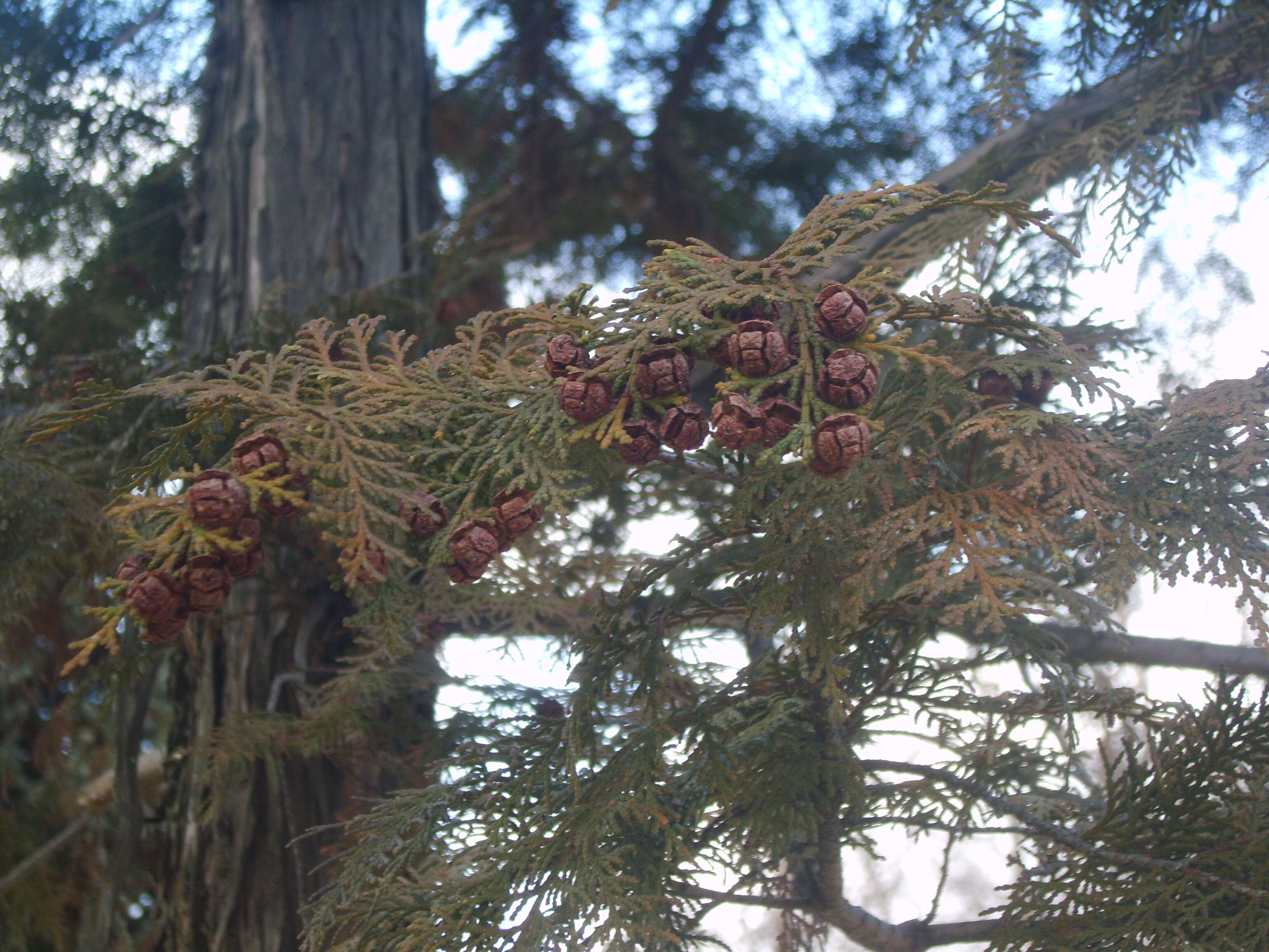 Image of Hinoki Cypress