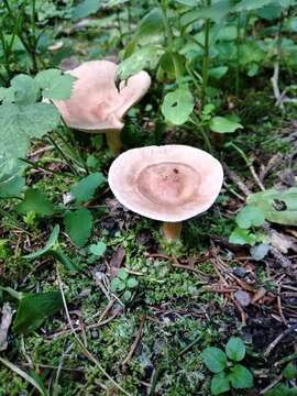 Image of funnel clitocybe