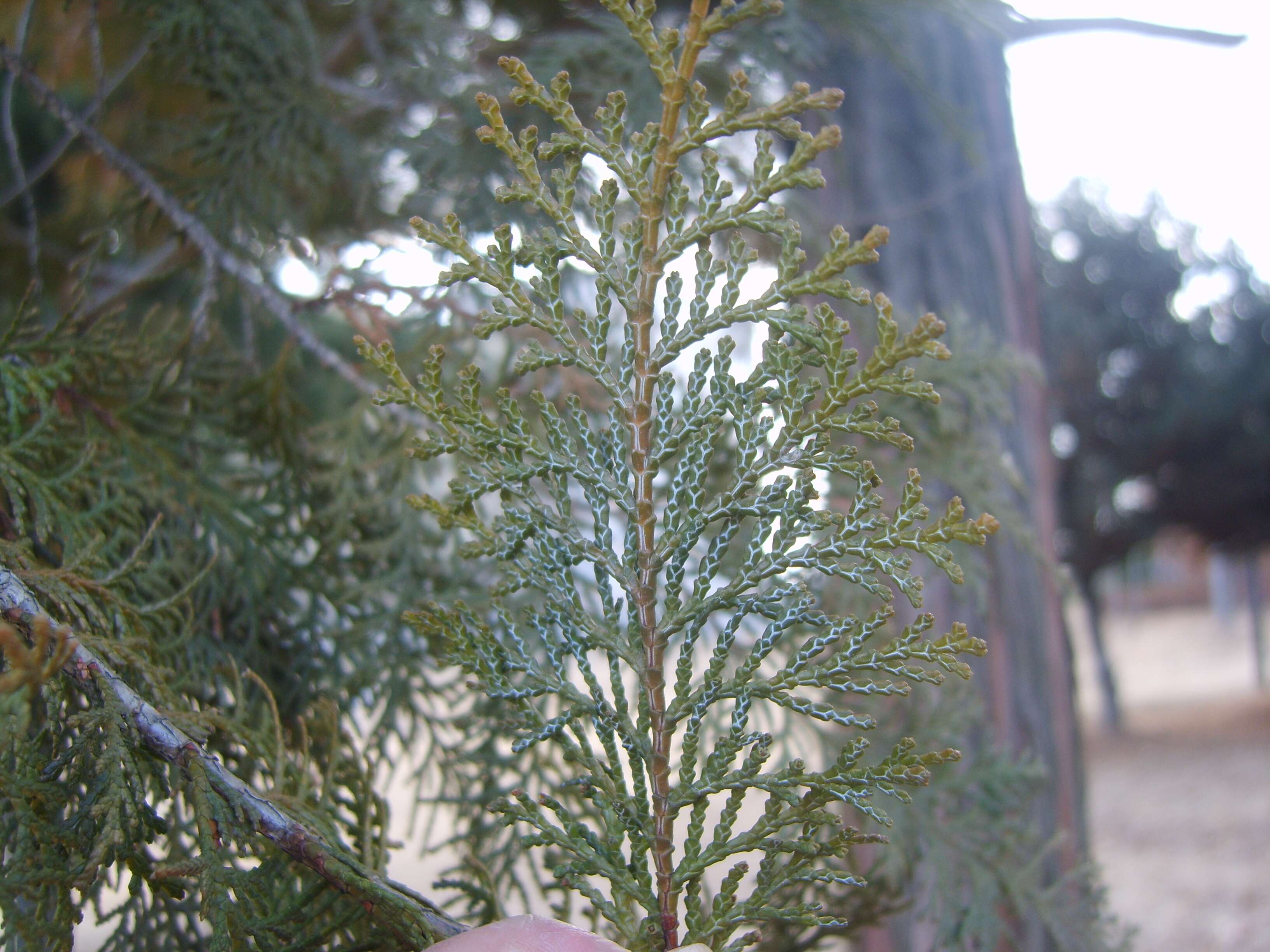 Image of Hinoki Cypress