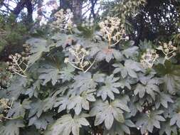 Image of fatsia