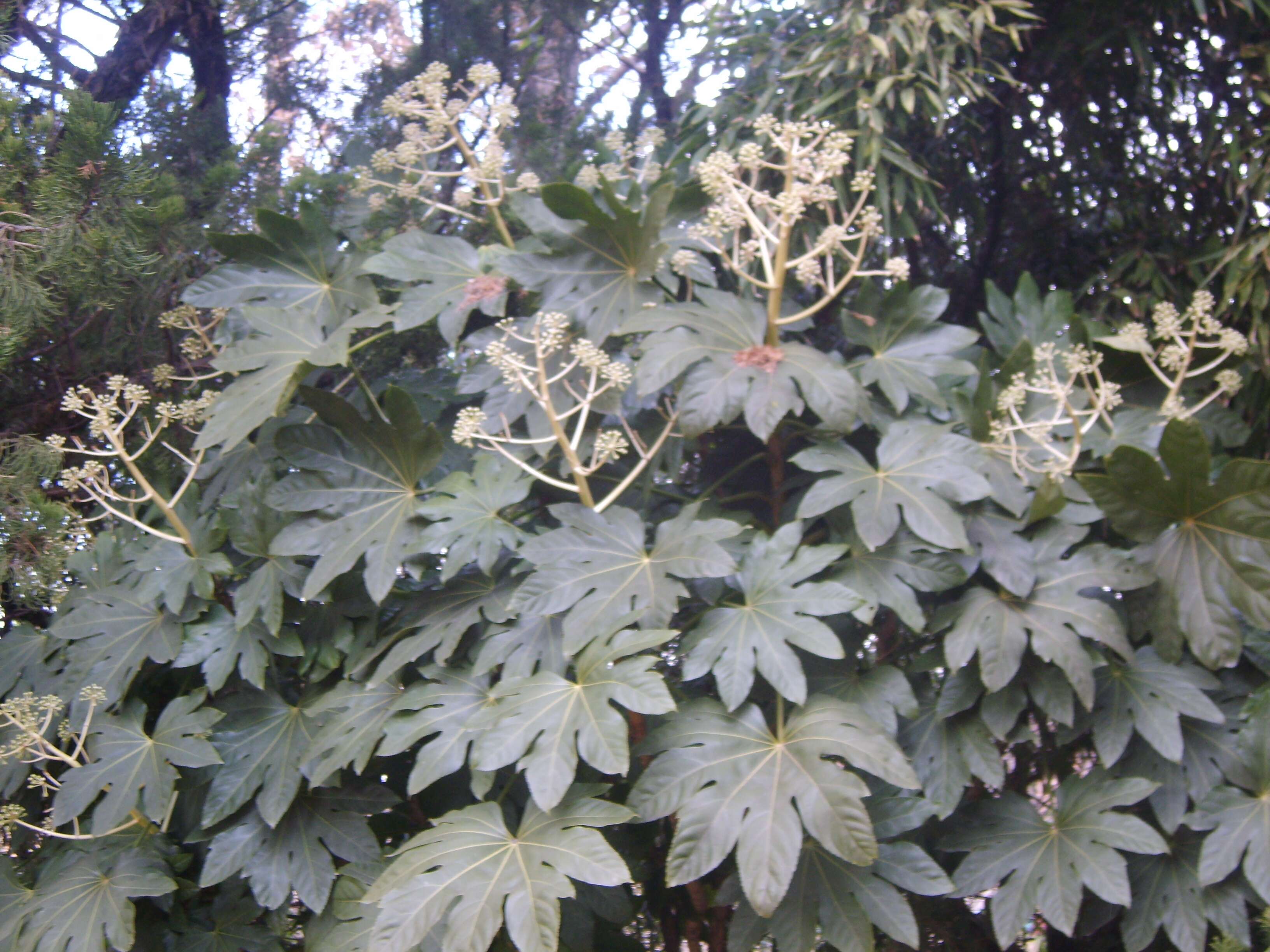 Image of fatsia