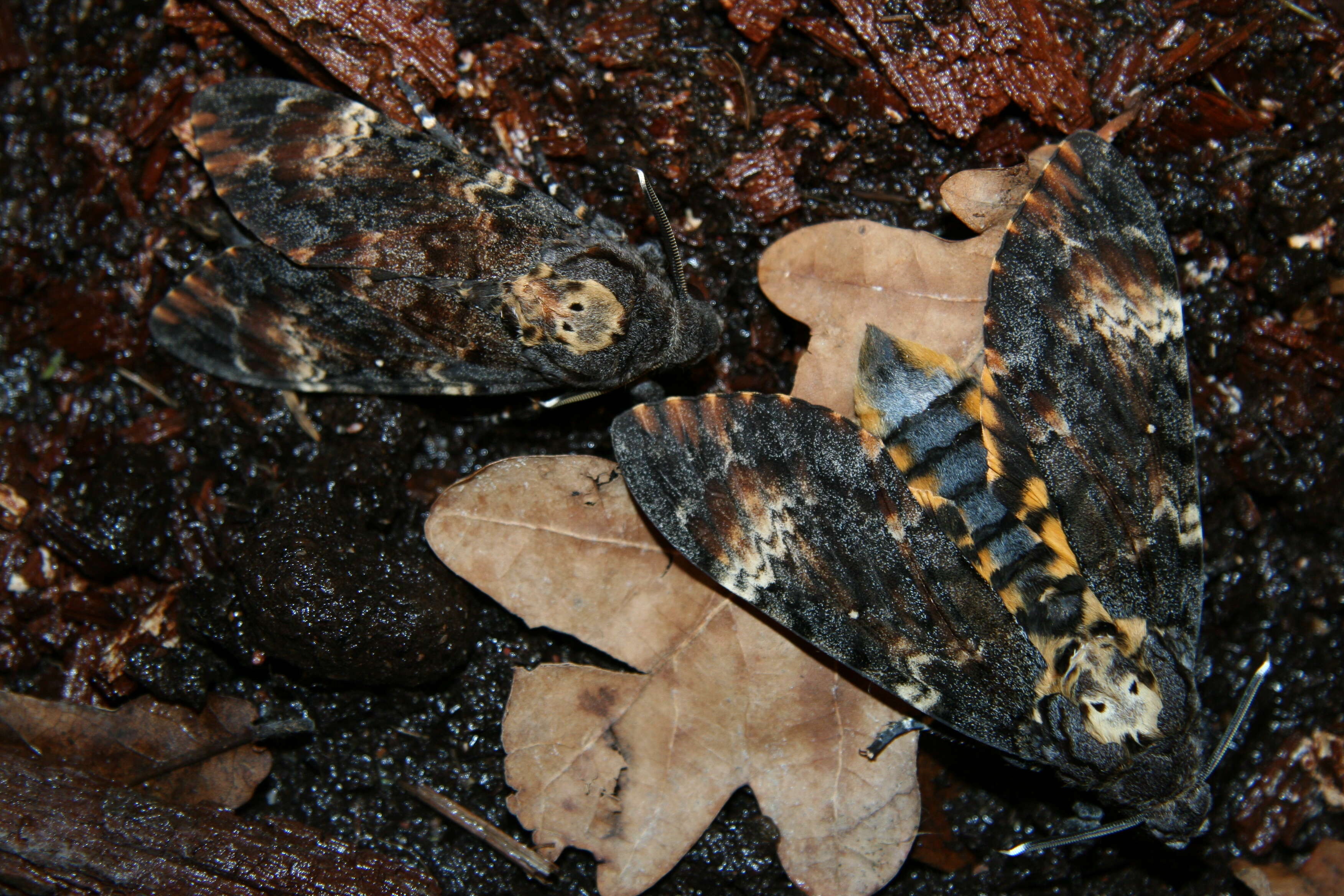 Imagem de Acherontia atropos (Linnaeus 1758)