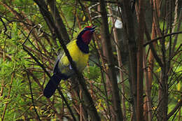 Image of Doherty's Bush Shrike