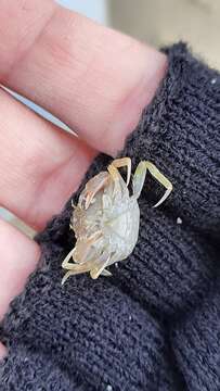 Image of arch-fronted swimming crab