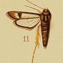 Image of Chamanthedon fulvipes Hampson 1910