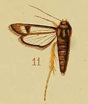 Image of Chamanthedon fulvipes Hampson 1910