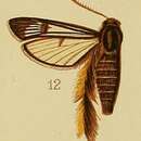 Image de Melittia auriplumia Hampson 1910