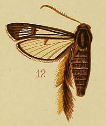 Image of Melittia auriplumia Hampson 1910