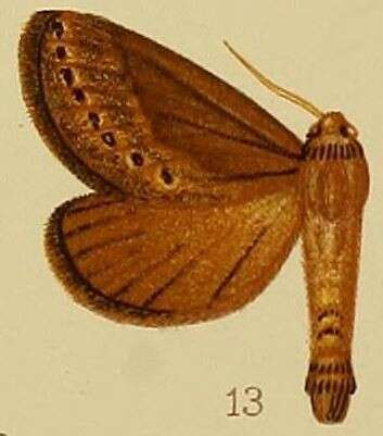 Image of Eudalaca stictigrapha Hampson 1910