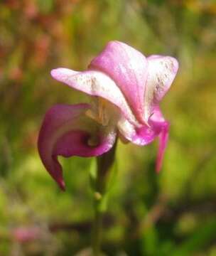 Image of Disperis paludosa Harv. ex Lindl.