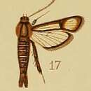 Image of Synanthedon flavipalpis Hampson 1910