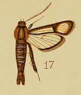 Image of Synanthedon flavipalpis Hampson 1910