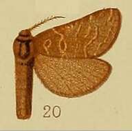 Image of Eudalaca holophaea Hampson 1910