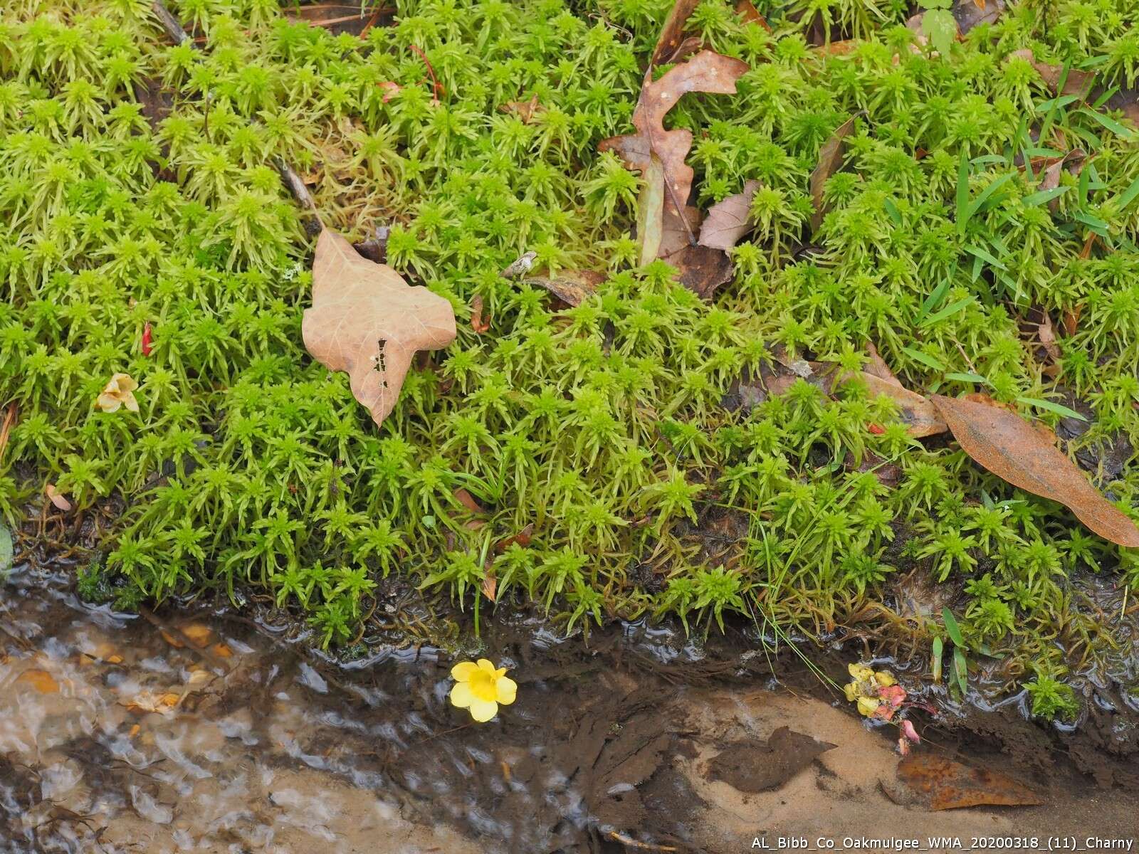 Imagem de Sphagnum recurvum Palisot de Beauvois 1805