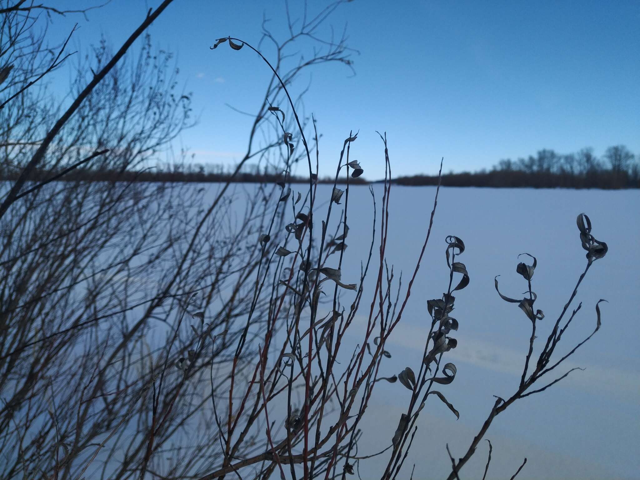 Imagem de Salix rosmarinifolia L.