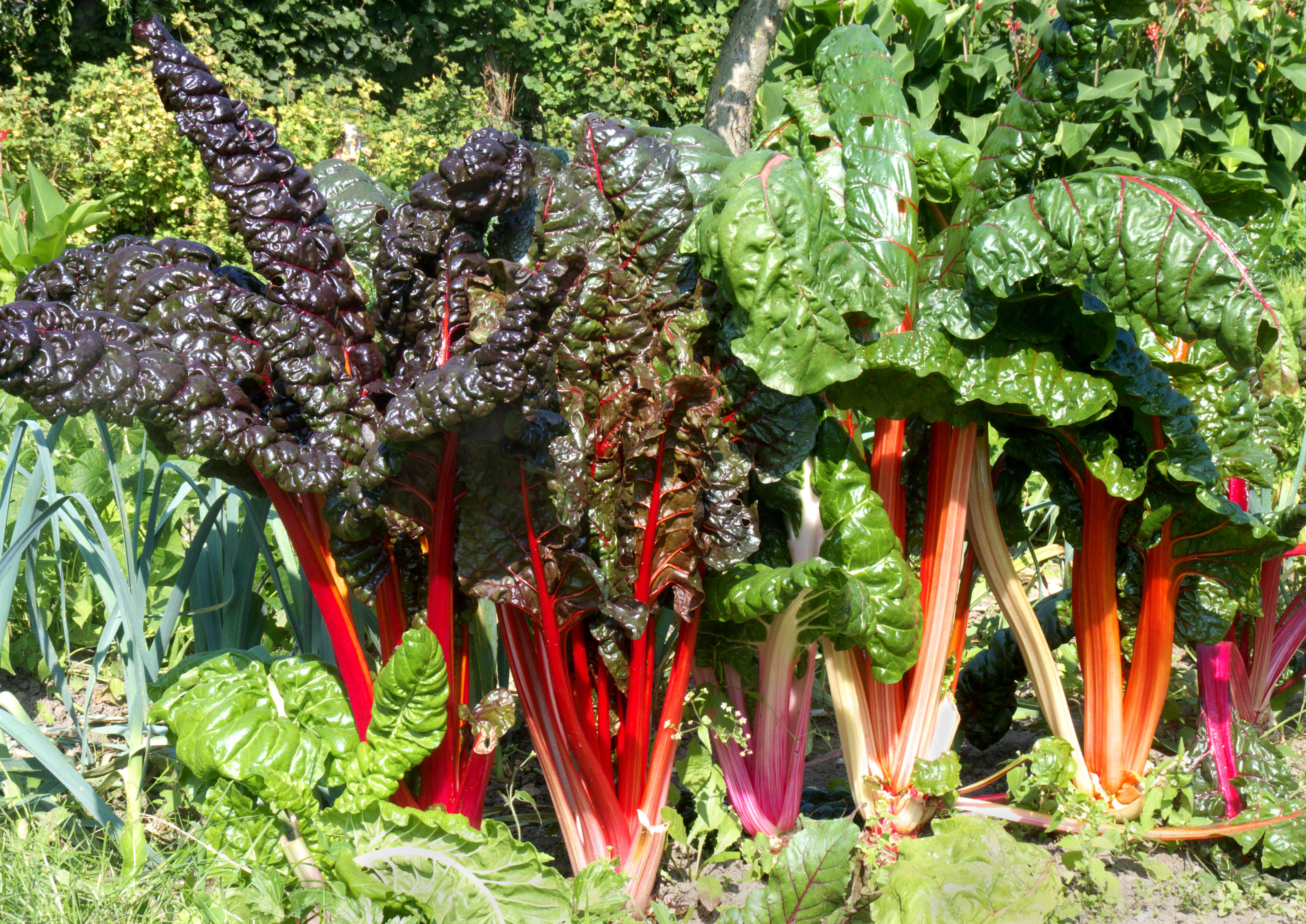 Image of Beta vulgaris subsp. vulgaris Cicla