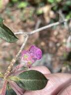 Imagem de Rhododendron lepidotum Wall.