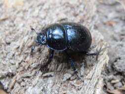 Слика од Anoplotrupes