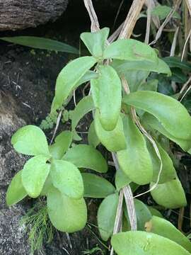 Sivun Crassula crenulata Thunb. kuva