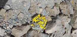 Image of Senecio procumbens Kunth