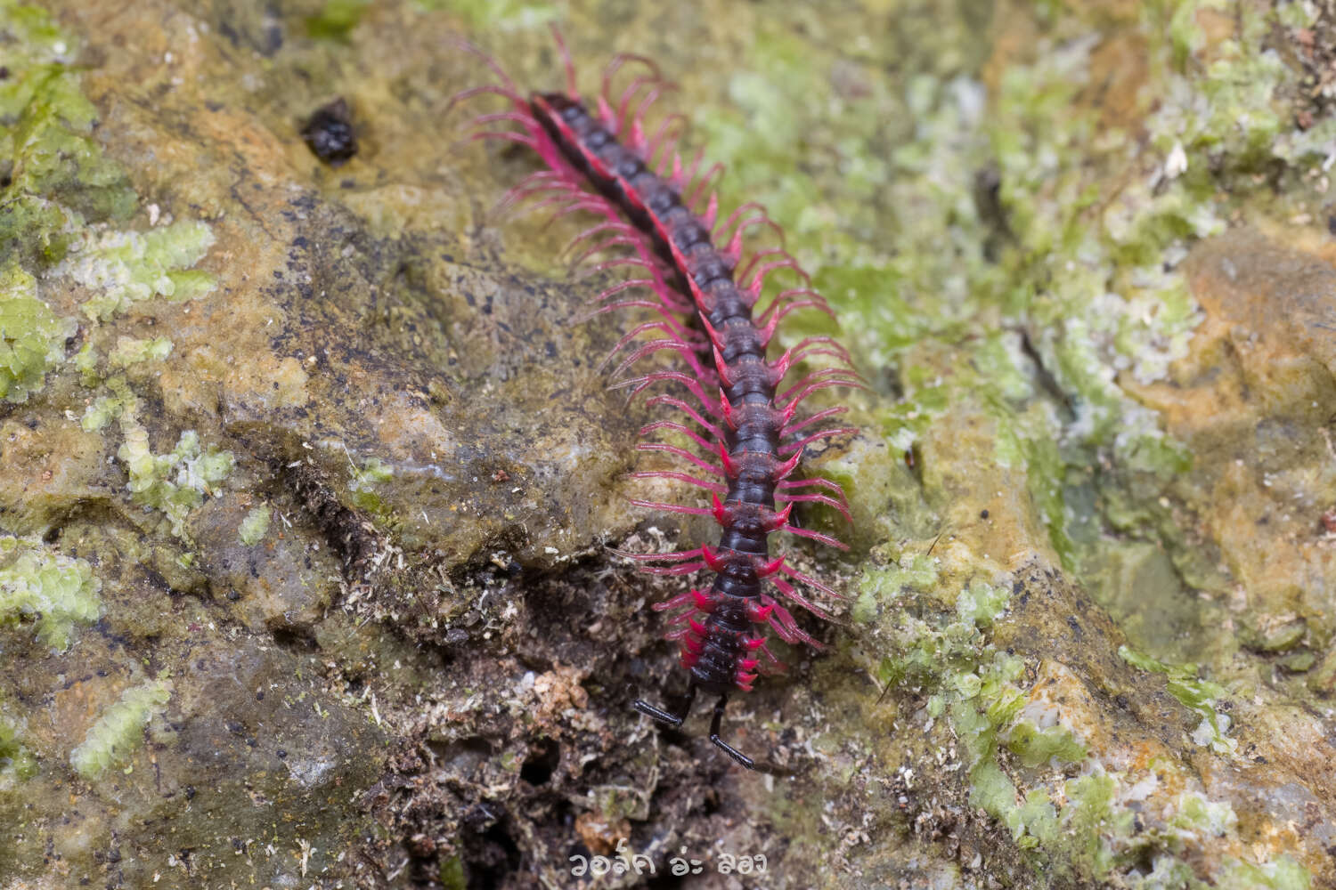 Image of Desmoxytes planata (Pocock 1895)