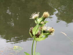 Image of Cabbage Thistle