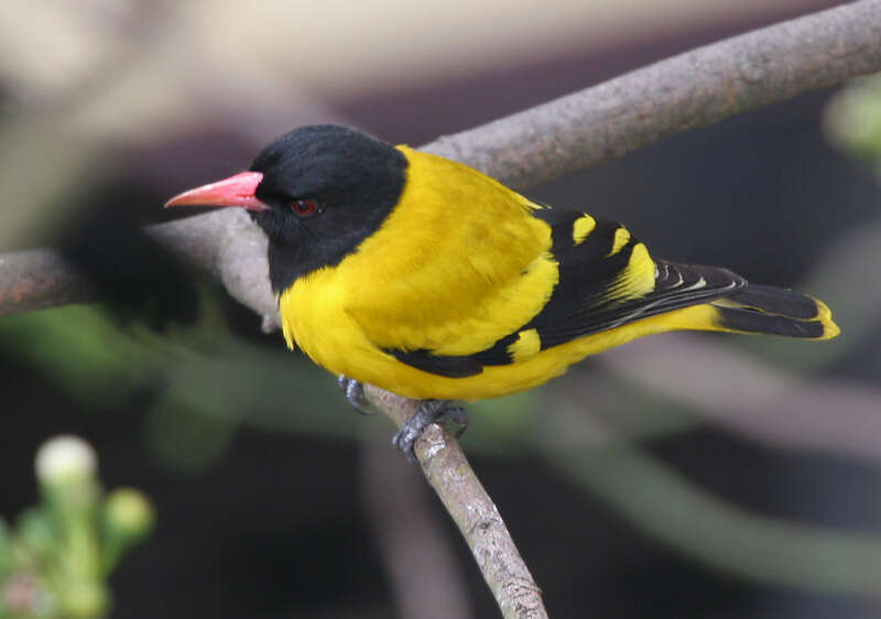 Image of Black-hooded Oriole