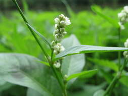 Image of Dock-Leaf Smartweed