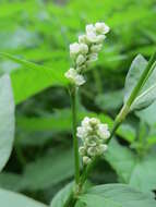 Image of Dock-Leaf Smartweed