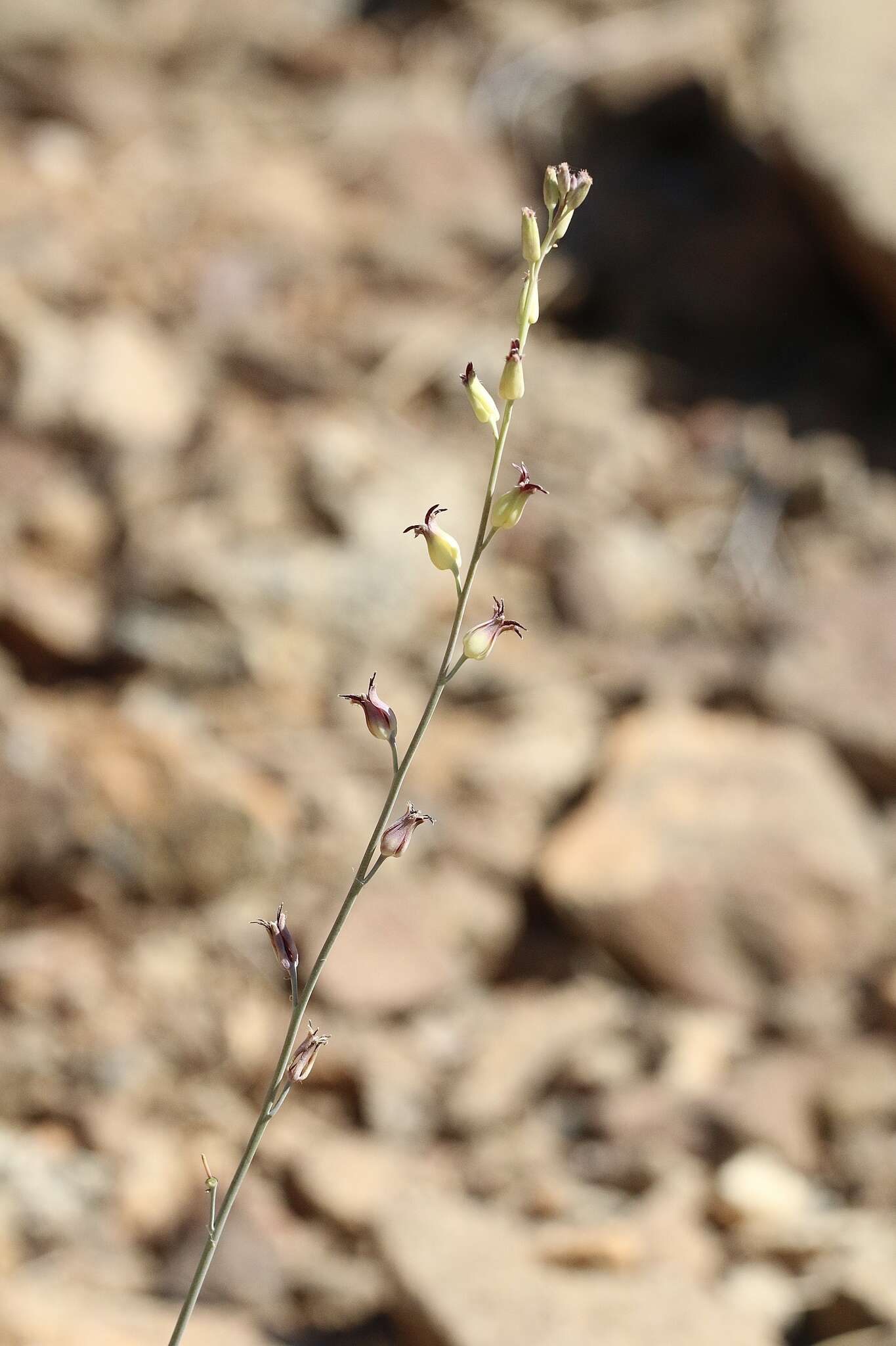 Слика од Streptanthus cordatus subsp. piutensis (J. Howell) D. W. Taylor