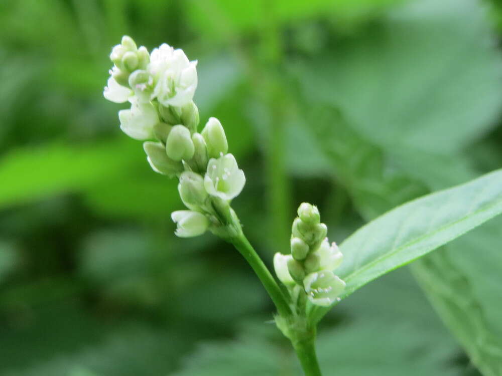 Image of Dock-Leaf Smartweed