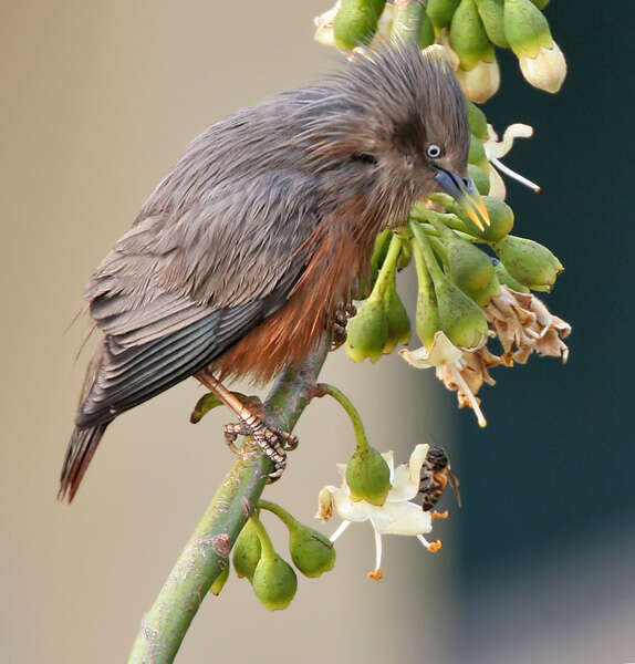 Image of Chestnut-tailed Starling