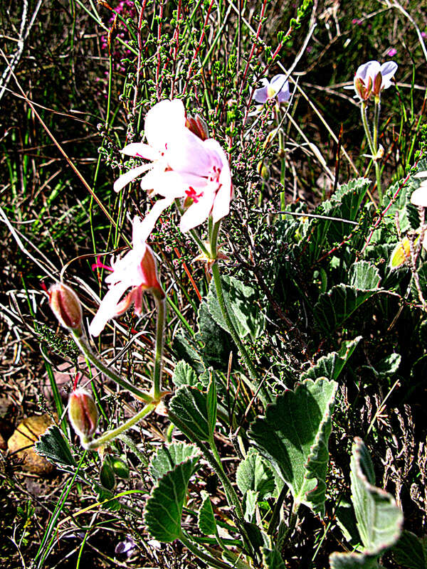 Image of Pelargonium ovale (Burm. fil.) L'Her.