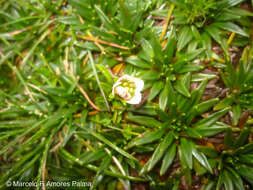 Image of Gentianella limoselloides (Kunth) Fabris