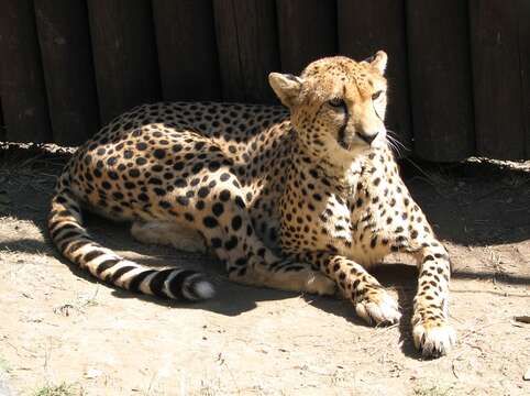 Image of Acinonyx Brookes 1828