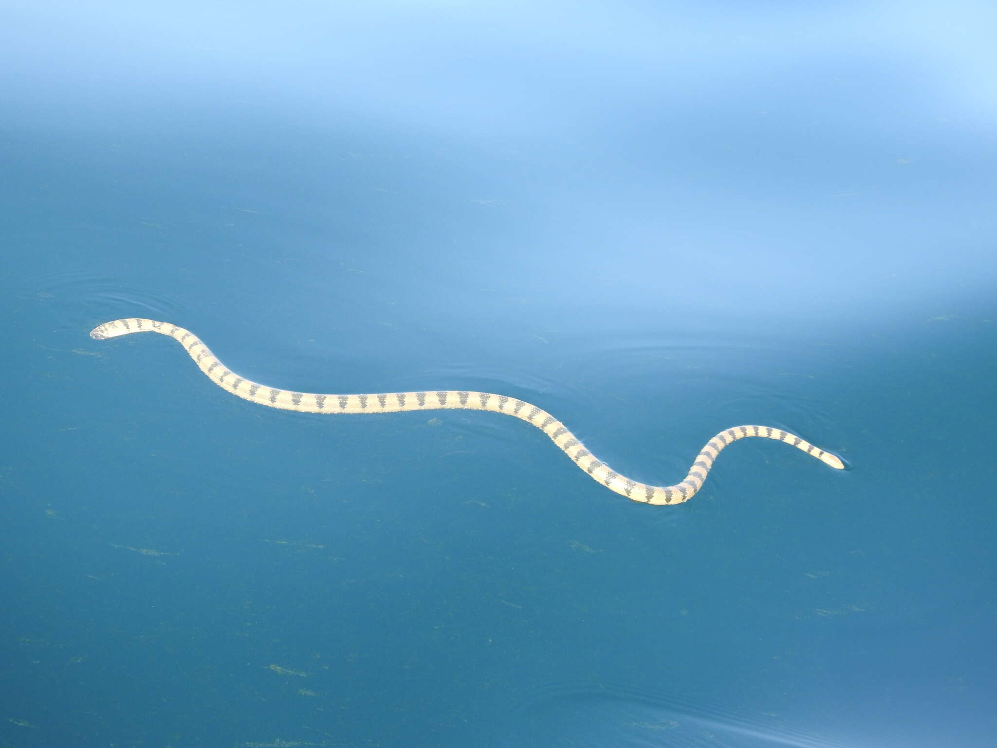 Image of Yellow Sea Snake