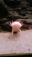 Image of Axolotl