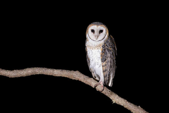 Image of Australian Masked Owl