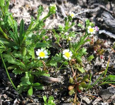 Image of Brachyscome goniocarpa Sond. & F. Müll.