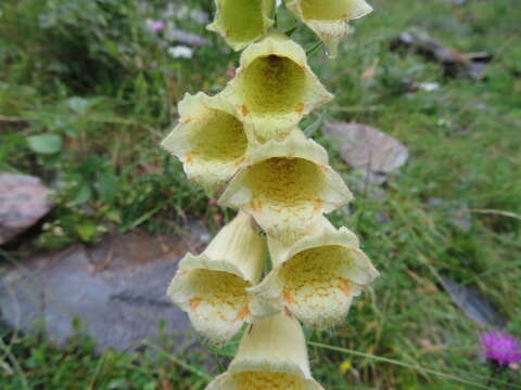 Слика од Digitalis grandiflora Mill.