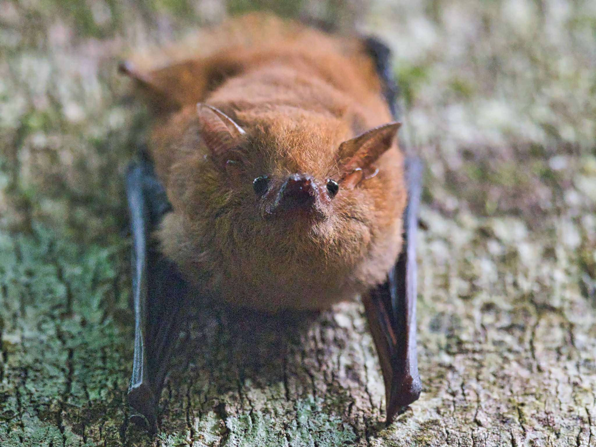 Image of Common Shaggy Bat