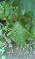 Image of greater burdock